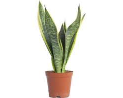 PLNTS - Sansevieria Futura Superba - Kamerplant Vrouwentong - Kweekpot 12 cm - Hoogte 30 cm