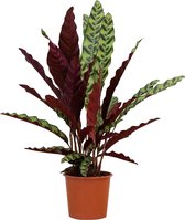PLNTS - Calathea Insigne (Gebedsplant) - Ratelslangplant - Kweekpot 17 cm - Hoogte 60 cm