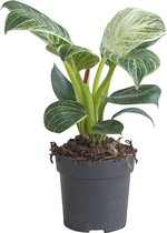 PLNTS - Philodendron Birkin - Kamerplant - Kweekpot 11 cm - Hoogte 25 cm