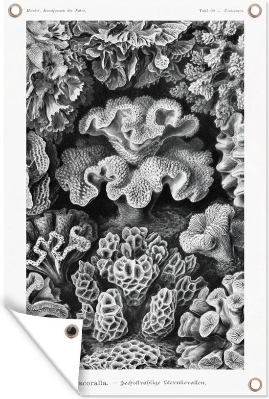 Tuinposter - Koraal - Kunst - Vintage - Tuin - Ernst Haeckel - 120x180 cm - Tuindoek - Tuindecoratie