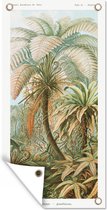 Affiche de jardin - Art - Vintage - Ernst Haeckel - Jardin - Affiche de clôture - Fougères - 30x60 cm - Arbres - Décoration murale