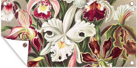 Tuinposter - Tuin - Bloemen - Kunst - Vintage - Schuttingdecoratie - Ernst Haeckel - 80x40 cm - Tuinschilderij - Wanddecoratie - Tuindoek - Buitenposter