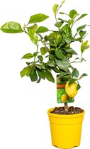 Citrus limon - Citroenboom - Fruitboom - Groenblijvend - ⌀19 cm - 60-70 cm