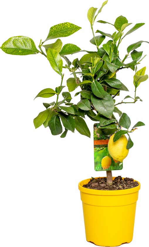 Citrus limon - Citroenboom - Fruitboom - Groenblijvend - ⌀19 cm - 60-70 cm