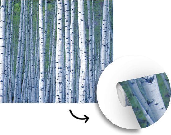 Papier peint photo peint photo vinyle - Witte' arbres blancs largeur 300 cm x hauteur 300 cm - Tirage photo sur papier peint (disponible en 7 tailles)