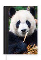 Notitieboek - Schrijfboek - Panda - Bamboe - Natuur - Notitieboekje klein - A5 formaat - Schrijfblok