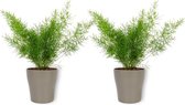 2x Kamerplant Asparagus Sprengeri - Sierasperge - ± 25cm hoog - ⌀  12cm - in zilverkleurige pot