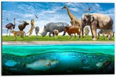 Dibond - Verschillende Dieren ter Land en Water - 60x40cm Foto op Aluminium (Met Ophangsysteem)