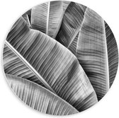 Forex Wandcirkel - Bladeren in Zwart Wit - 60x60cm Foto op Wandcirkel (met ophangsysteem)