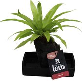 Plant cadeau doen | Plant op echte vulkanische lava | You are on fire | Super leuk om cadeau te doen | Nestvaren Ø 17 cm - Hoogte 45 cm (waarvan +/- 30 cm plant en 15 cm pot)