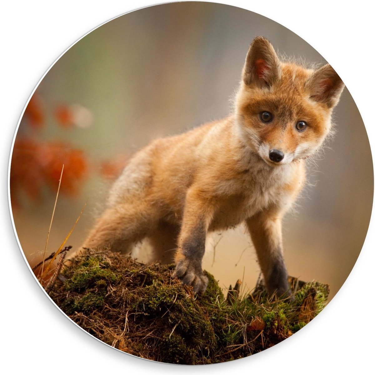 KuijsFotoprint - Schilderij - Baby Vosje Mos - Groen, Rood En Oranje - 50 X 50 Cm