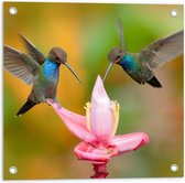 Tuinposter – Vogels met Roze Bloem - 50x50cm Foto op Tuinposter  (wanddecoratie voor buiten en binnen)