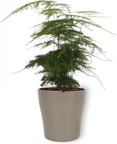 Kamerplant Asparagus Plumosus – Aspergeplant - ± 25cm hoog – 12 cm diameter - in zilveren pot met metallic look