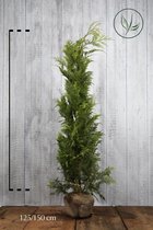 10 stuks | Gele Californische cipres Stardust Kluit 125-150 cm Extra kwaliteit | Standplaats: Halfschaduw/Volle zon | Latijnse naam: Chamaecyparis lawsoniana Stardust stevige plant