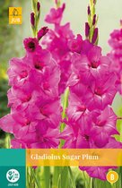 2 stuks Gladiolus Sugar Plum 7 bollen