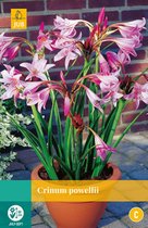 2 stuks Crinum Powellii 1 bol