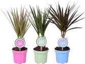 Kamerplanten van Botanicly – 3 × Drakenboom – Hoogte: 40 cm – Dracaena Marginata Mix