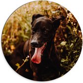 Dibond Wandcirkel - Zwarte Hond in de Natuur - 70x70cm Foto op Aluminium Wandcirkel (met ophangsysteem)