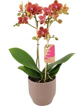 Orchidee van Botanicly – Vlinder orchidee in Zandkleurige keramiek pot 'Eline' als set – Hoogte: 50 cm, 2 takken – Phalaenopsis Multiflora Sogo Allen