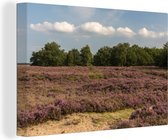 Canvas Schilderij Paarse heidebloemen in het Nationaal Park Dwingelderveld in Drenthe - 120x80 cm - Wanddecoratie