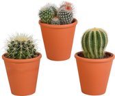 Bolcactus mix in terracotta pot | 3 stuks | Ø 11 cm |  13-16 cm