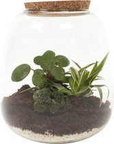 FloriaFor - Plant Puzzle ® Discover The World Ecosysteem - - ↨ 25cm - ⌀ 24cm