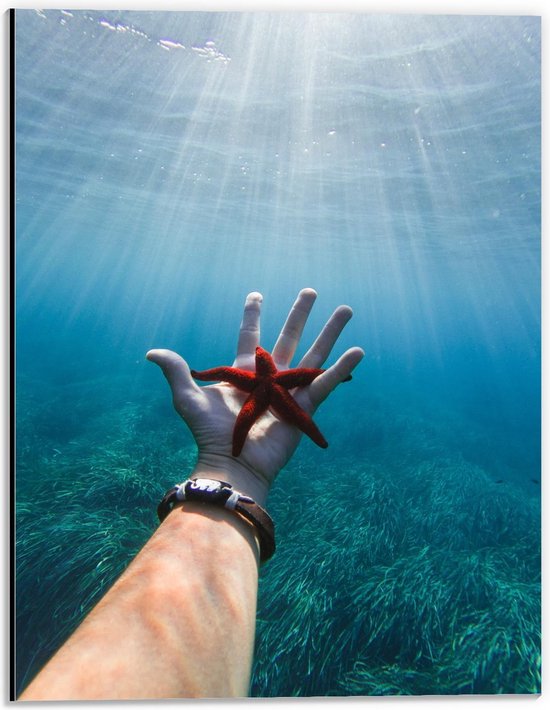 Dibond - Hand met Zeester in Mooi Blauw Water - 30x40cm Foto op Aluminium (Met Ophangsysteem)