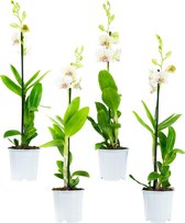 Plantjescoren.nl 4x Dendr Sa-nook Snow Jade orchidee 55 cm wit ↕ 55 cm Pot Ø 11 cm