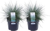 Buitenplant Schapengras - 2x Mooi zilver-blauwe schapengras - Staat goed en valt op in elke tuin Ø 14 cm - Hoogte 30 cm (waarvan +/- 25 cm plant en 15 cm pot)