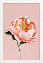 JUNIQE - Poster in houten lijst Coral Peony -40x60 /Roze