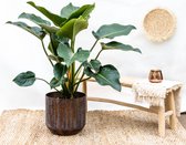 Philodendron Green Beauty - 120cm