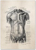 Anatomy Poster Abdomen - 21x30cm Canvas - Multi-color