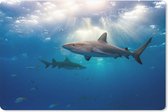 Muismat - Mousepad - Een aantal haaien zwemmen tussen de vissen - 27x18 cm