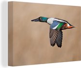 Toile de pelle volante colorée 120x80 cm - Tirage photo sur toile (Décoration murale salon / chambre)