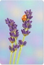 Muismat Lieveheersbeestjes - Lieveheersbeestje op lavendelbloem muismat rubber - 18x27 cm - Muismat met foto