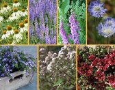 Vlinder en Bijen Borderpakket - Bloeiende plant - Geurend - Insectenlokkend | 3m2 | Inclusief gratis plantadvies