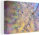 Gouttes d'eau sur un pissenlit 80x60 cm - Tirage photo sur toile (Décoration murale salon / chambre) / Peintures Fleurs sur toile