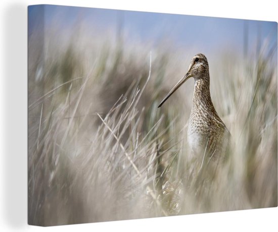 Une bécassine entre les hauts roseaux Toile 140x90 cm - Tirage photo sur toile (Décoration murale salon / chambre)