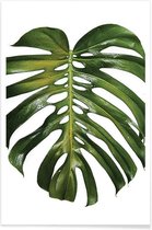 JUNIQE - Poster Monstera foto -40x60 /Groen & Wit