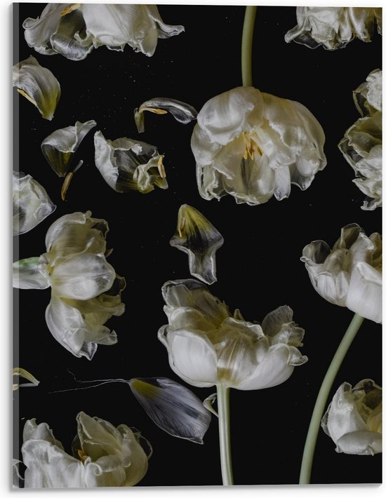 Acrylglas - Meerdere Witte Bloemen op Zwarte Achtergrond - 30x40cm Foto op Acrylglas (Wanddecoratie op Acrylglas)