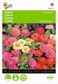 Zinnia Thumbelina Mix - Zinnia elegans