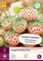 X 2 FRAGARIA / AARDBEIEN WHITE PINE  I