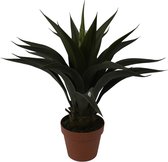 Agave - 60 cm