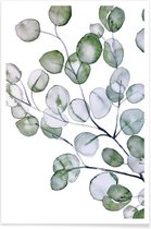 JUNIQE - Poster Eucalyptus aquarel -30x45 /Groen & Wit