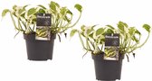 FloriaFor - Duo Scindapsus N'joy - - ↨ 15cm - ⌀ 12cm