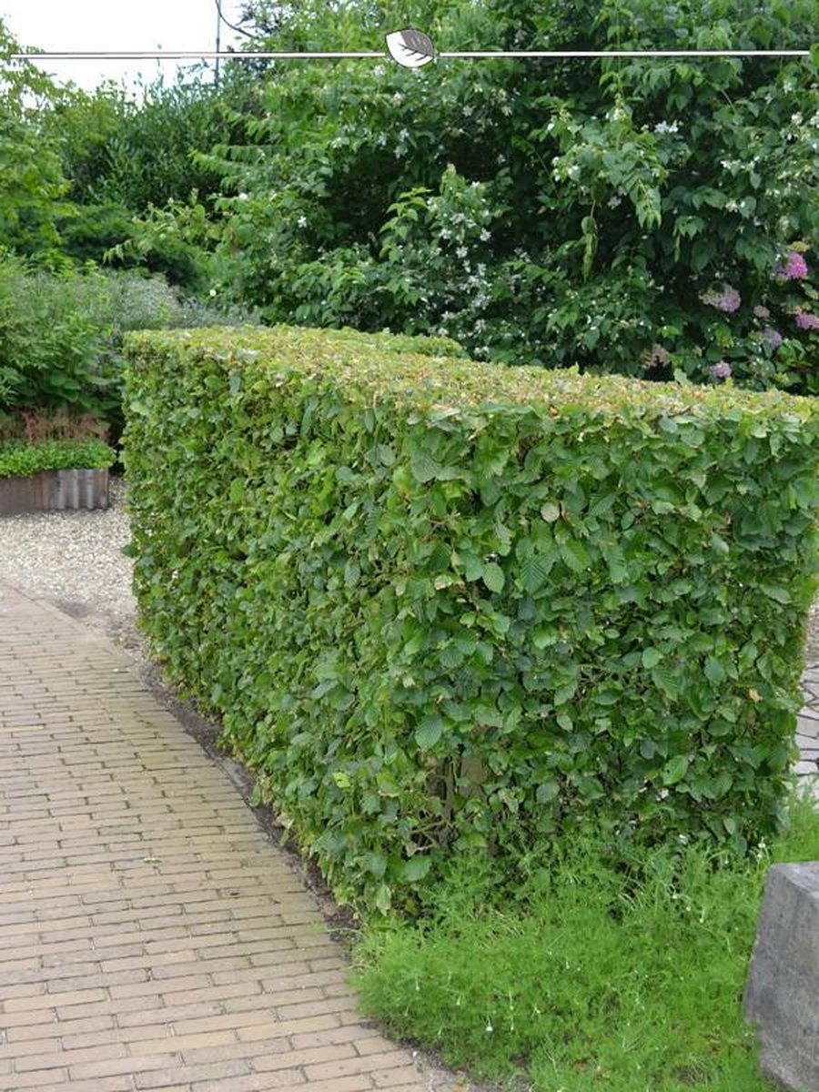 Haagbeuk Carpinus betulus 60-80 cm Blote wortel, 200x Haagplant