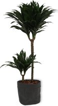 Kamerplant Dracaena Compacta - ± 90cm hoog – 19cm diameter - in grijze katoenen sierzak