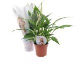 Kamerplant van Botanicly – Lepelplant  – Hoogte: 35 cm – Spathiphyllum