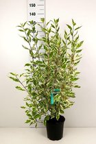 10 stuks | Bonte Kornoelje Pot 60-80 cm - Informele haag - Bladverliezend - Bloeiende plant - Groeit breed uit