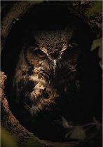 Dark Owl Aluminium 70x100 cm botanische jungle dieren wanddecoratie